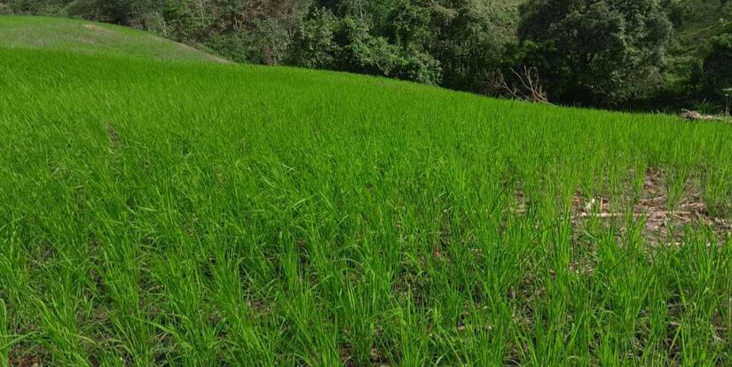 Produccion-de-arroz-en-Nicaragua-4