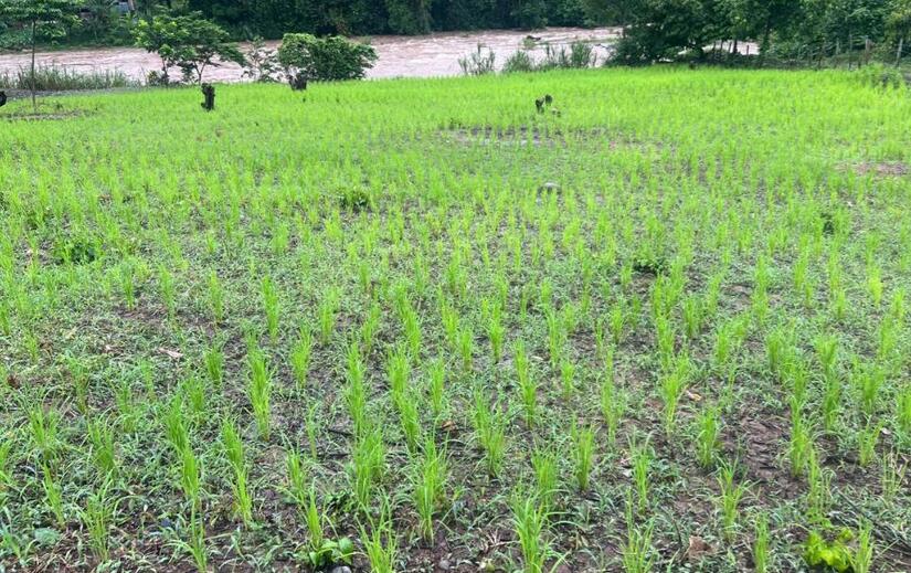 Produccion-de-arroz-en-Nicaragua-5