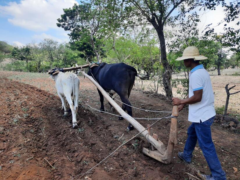 Produccion-de-Maiz-en-Nicaragua-1