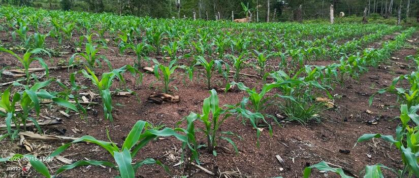 Produccion-de-Maiz-en-Nicaragua-2