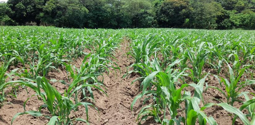 Produccion-de-Maiz-en-Nicaragua-3