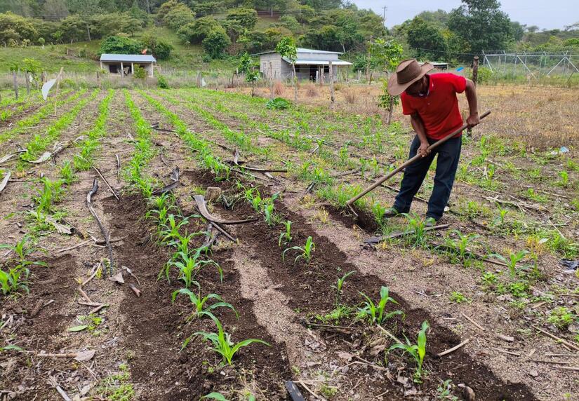 Produccion-de-Maiz-en-Nicaragua-4