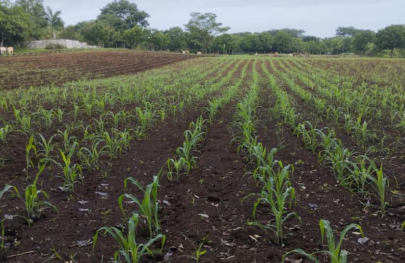 Produccion-de-Maiz-en-Nicaragua-5