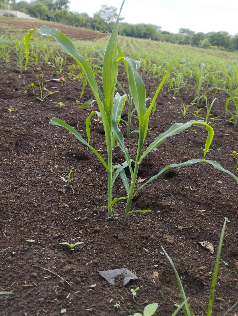 Produccion-de-Maiz-en-Nicaragua-6