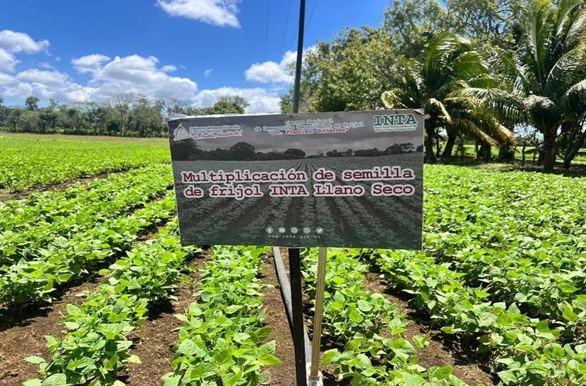 Nueva-variedad-de-frijol-2