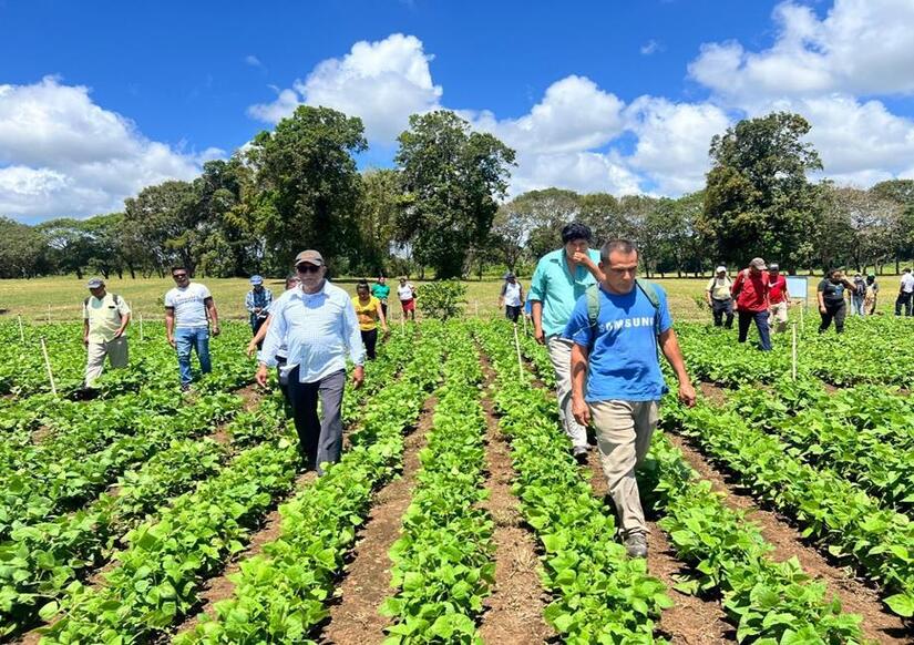 Nueva-variedad-de-frijol-3