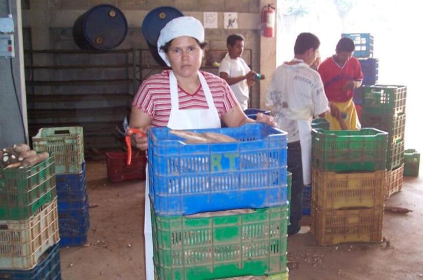 Produccion-de-Yuca-en-Nicaragua-10