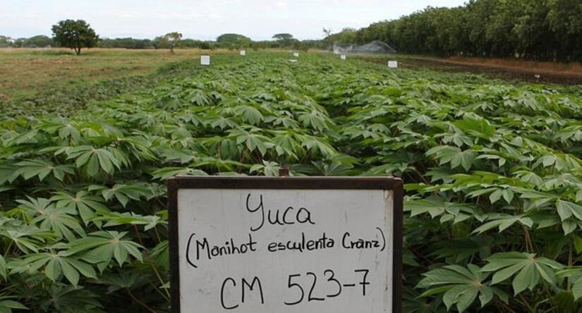 Produccion-de-Yuca-en-Nicaragua-2
