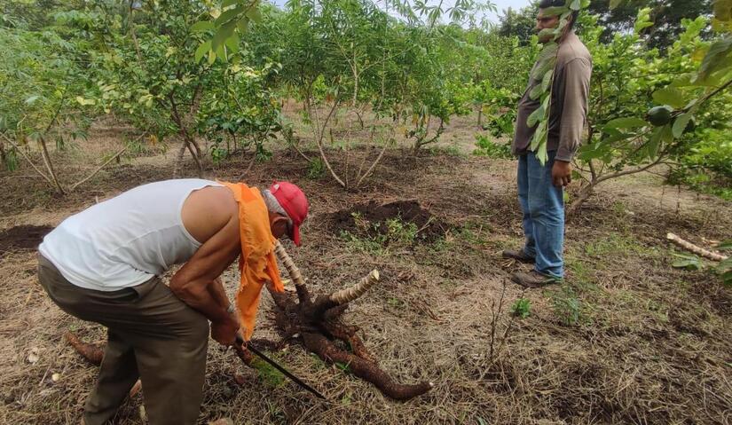 Produccion-de-Yuca-en-Nicaragua-3