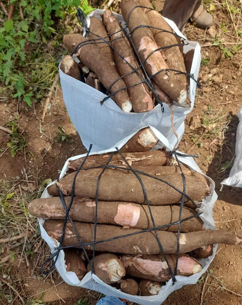 Produccion-de-Yuca-en-Nicaragua-5