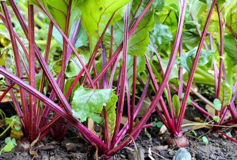 Produccion-de-remolacha-en-Nicaragua-3