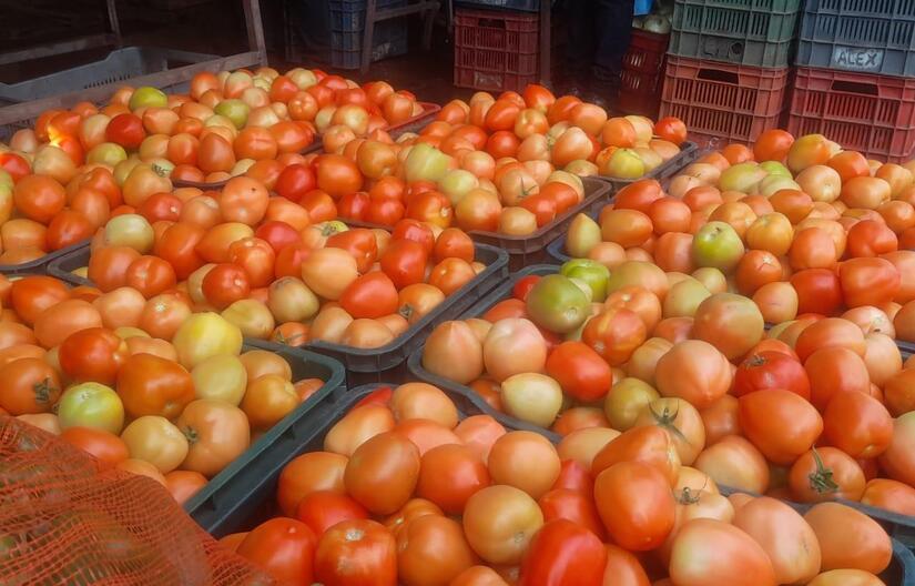 Produccion-de-Tomate-en-Nicaragua-4