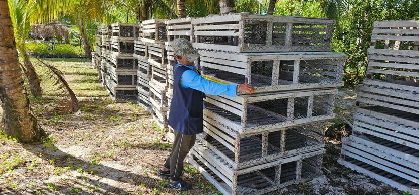 Monitoreo-Langosta-Inpesca-2