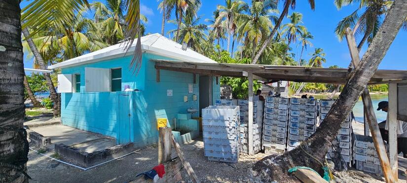 Monitoreo-Langosta-Inpesca-3