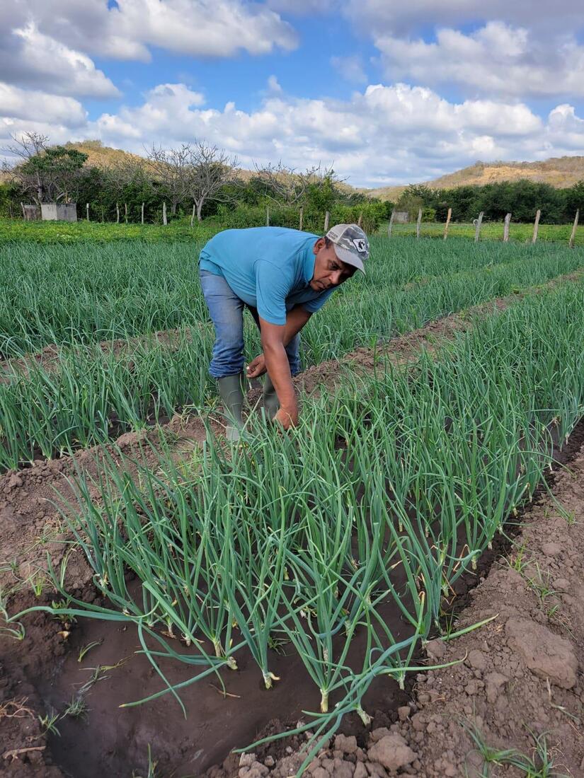 Produccion-de-cebolla-en-Nicaragua-5