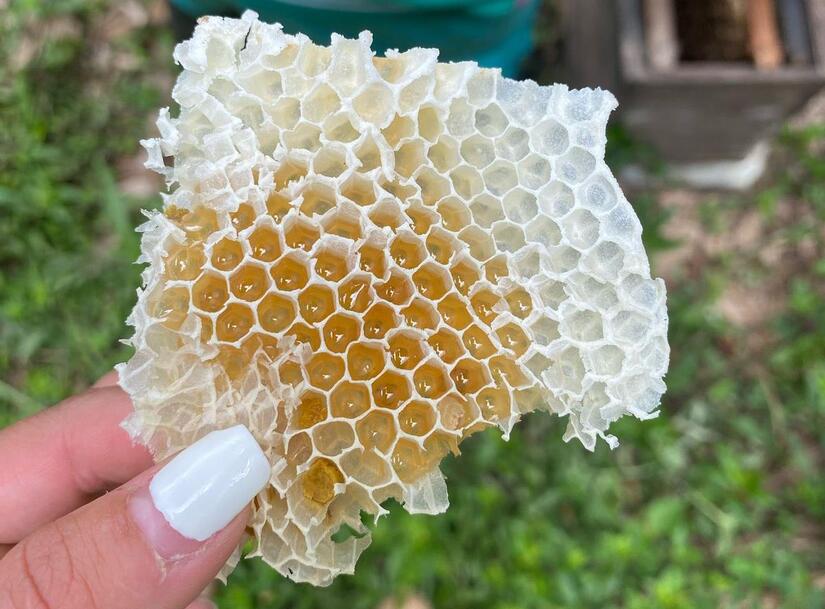 Apicultores-de-Nicaragua-1