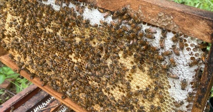 Apicultores-de-Nicaragua-3