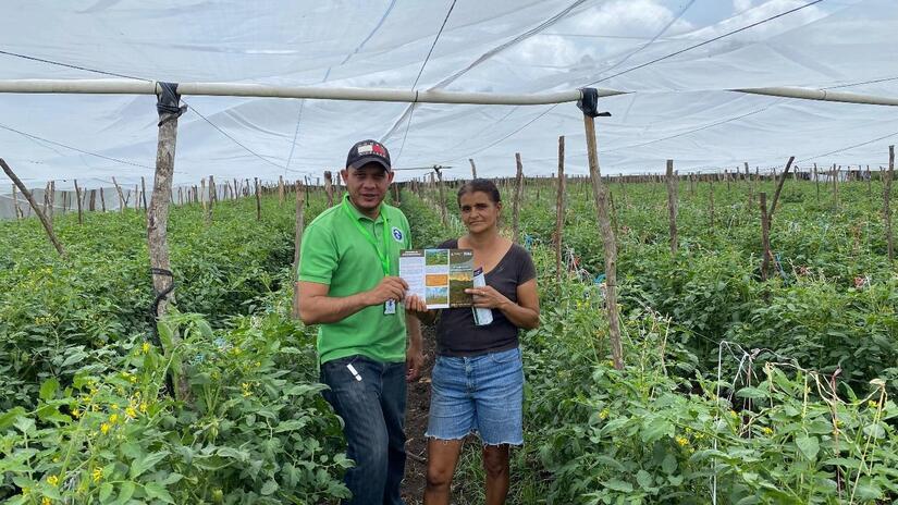 Produccion-de-tomate-en-Nicaragua-1