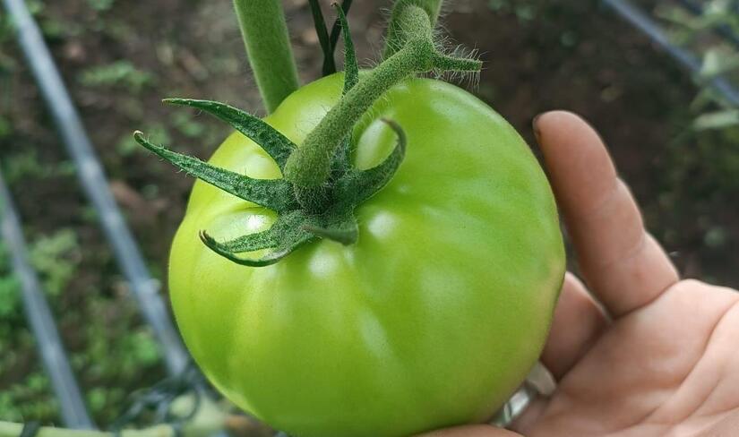 Produccion-de-tomate-en-Nicaragua-2