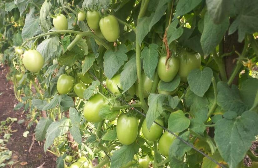 Produccion-de-tomate-en-Nicaragua-3