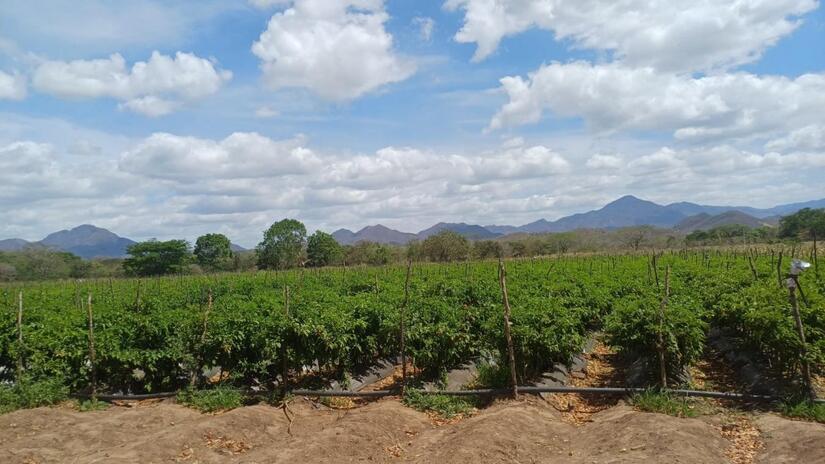 Produccion-de-tomate-en-Nicaragua-4