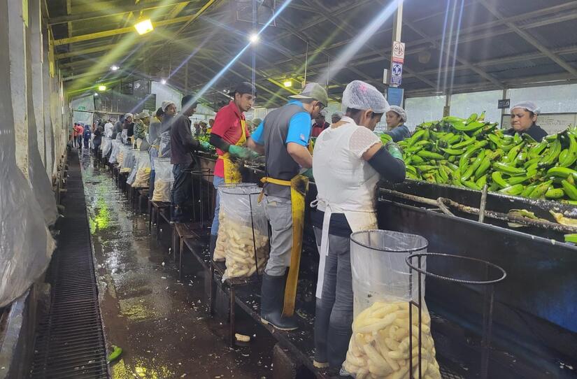 Produccion-de-platano-2