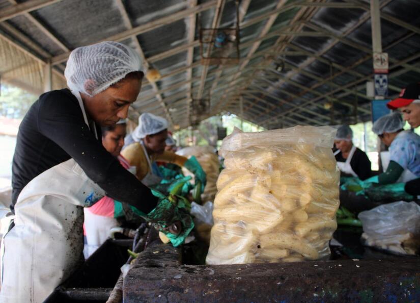 Produccion-de-platano-4