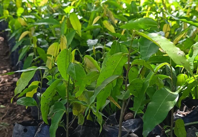 Verde-que-te-quiero-verde-4