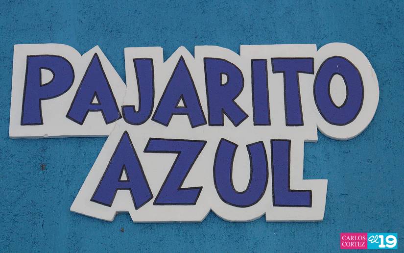 PajaritoAzul--6