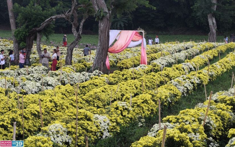 Cultivo-de-flores-Catarina-16