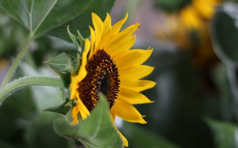 Cultivo-de-flores-Catarina-17