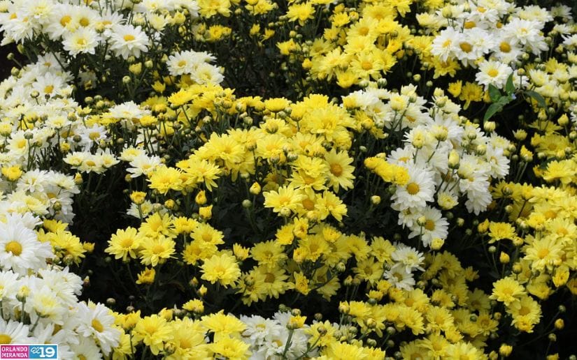 Cultivo-de-flores-Catarina-19