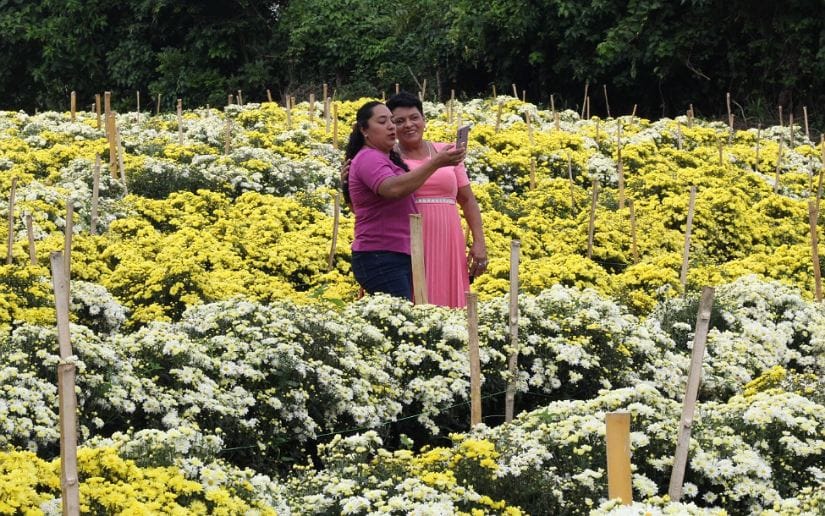 Cultivo-de-flores-Catarina-20