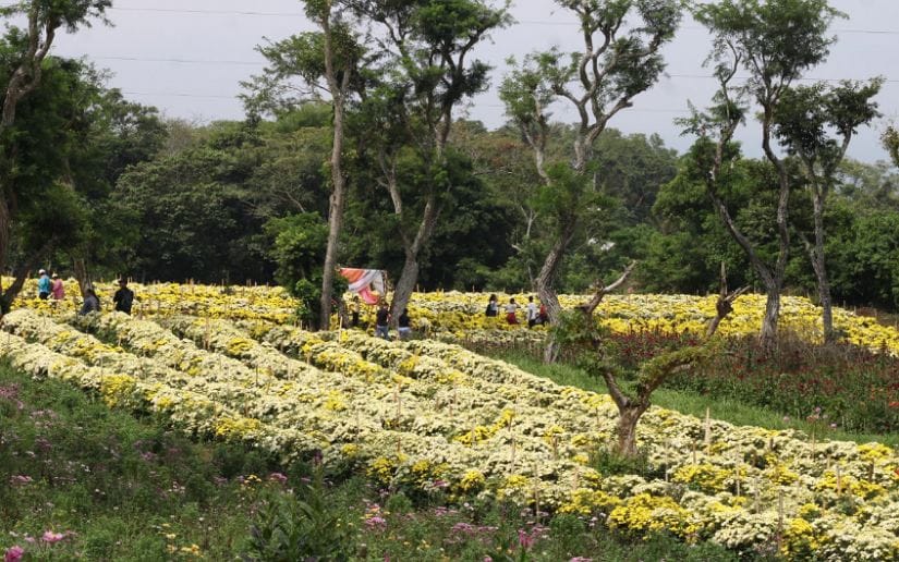 Cultivo-de-flores-Catarina-22