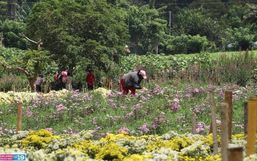 Cultivo-de-flores-Catarina-24