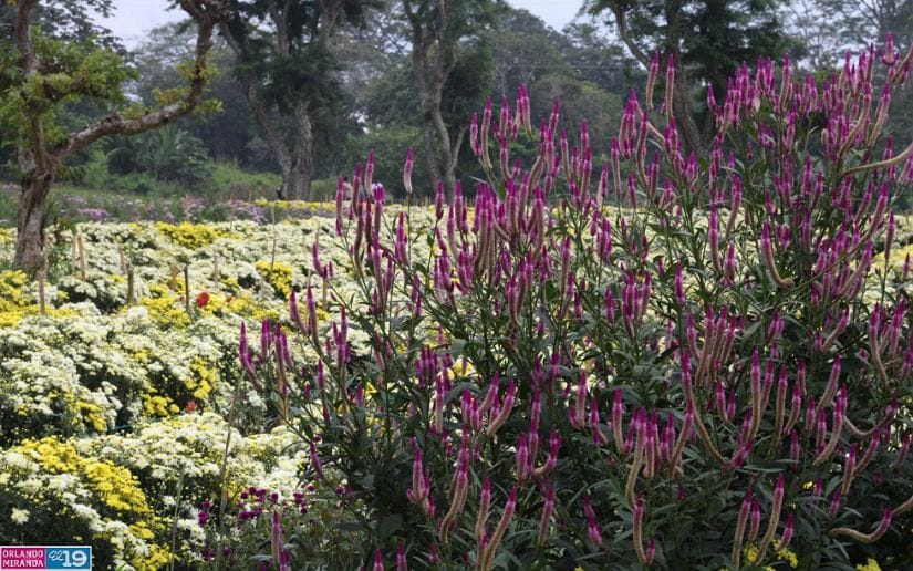 Cultivo-de-flores-Catarina-5