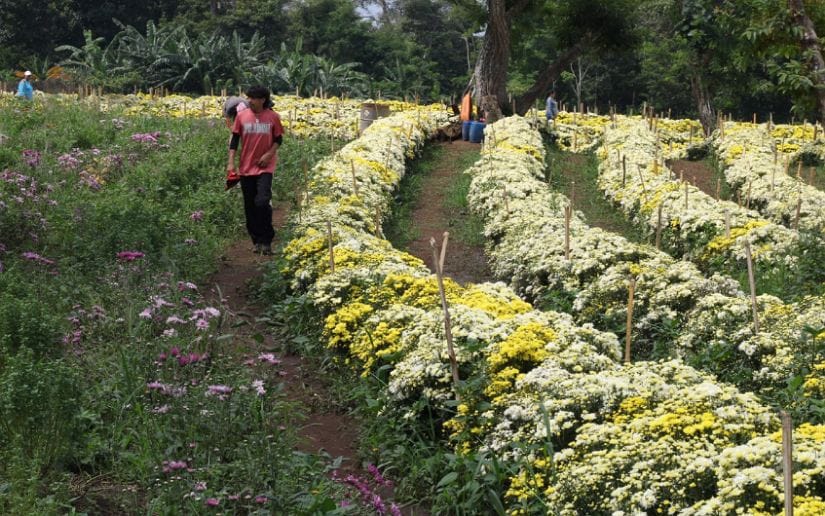 Cultivo-de-flores-Catarina-8