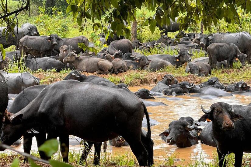Bufalo-en-Nicaragua-1