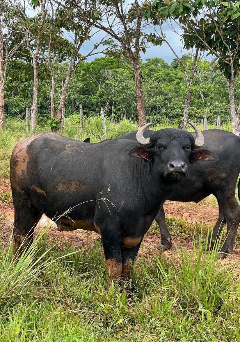 Bufalo-en-Nicaragua-3