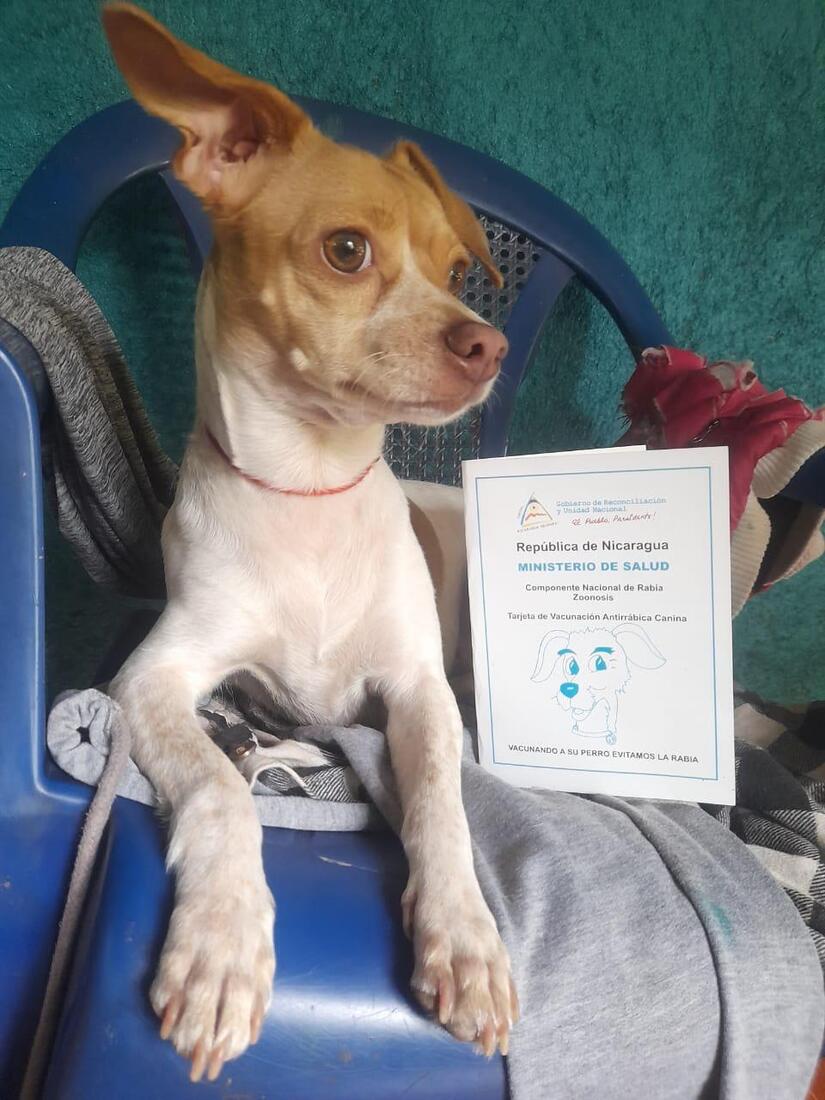 Vacunacion-Canina-17