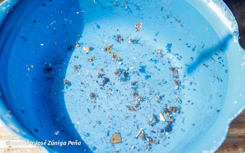 Eliminacion-de-zancudos-3