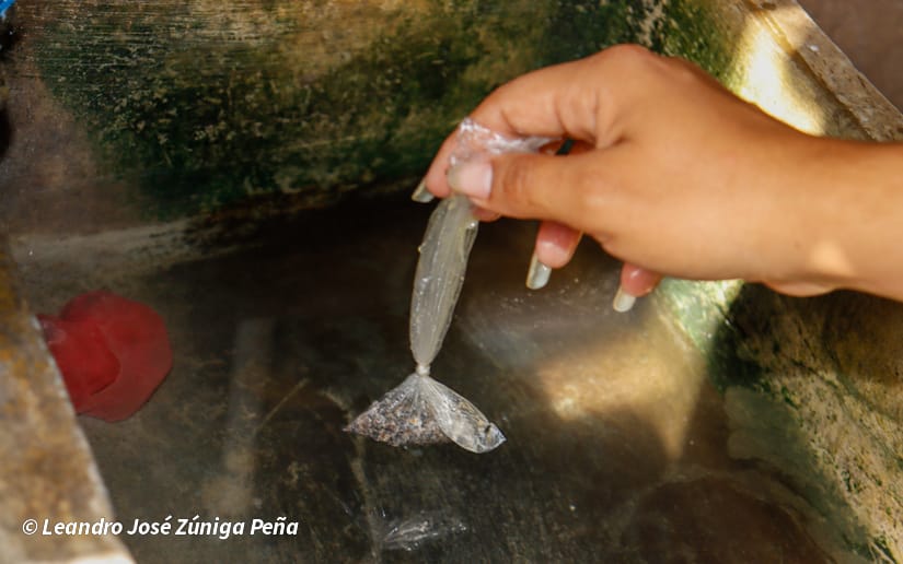 Eliminacion-de-zancudos-4