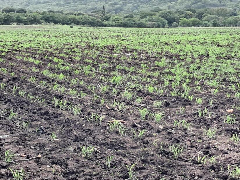 Sorgo-en-Nicaragau-1
