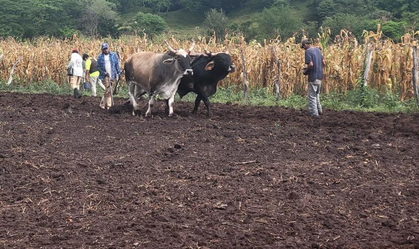 Sorgo-en-Nicaragau-3