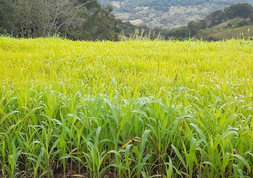 Sorgo-en-Nicaragau-4
