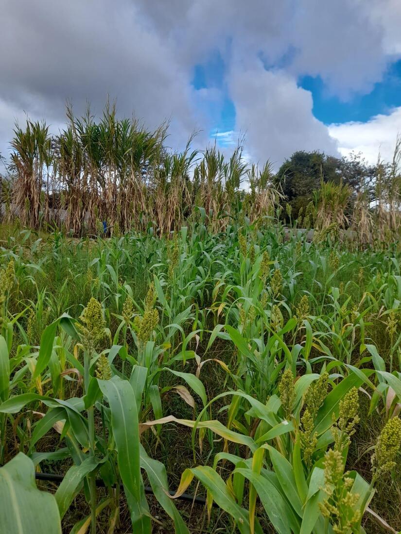 Sorgo-en-Nicaragau-5
