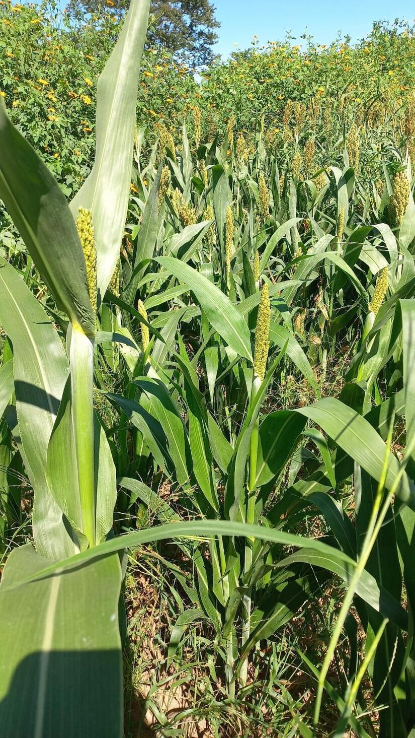 Sorgo-en-Nicaragau-6