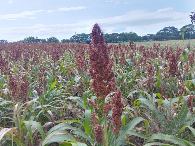 Sorgo-en-Nicaragau-7