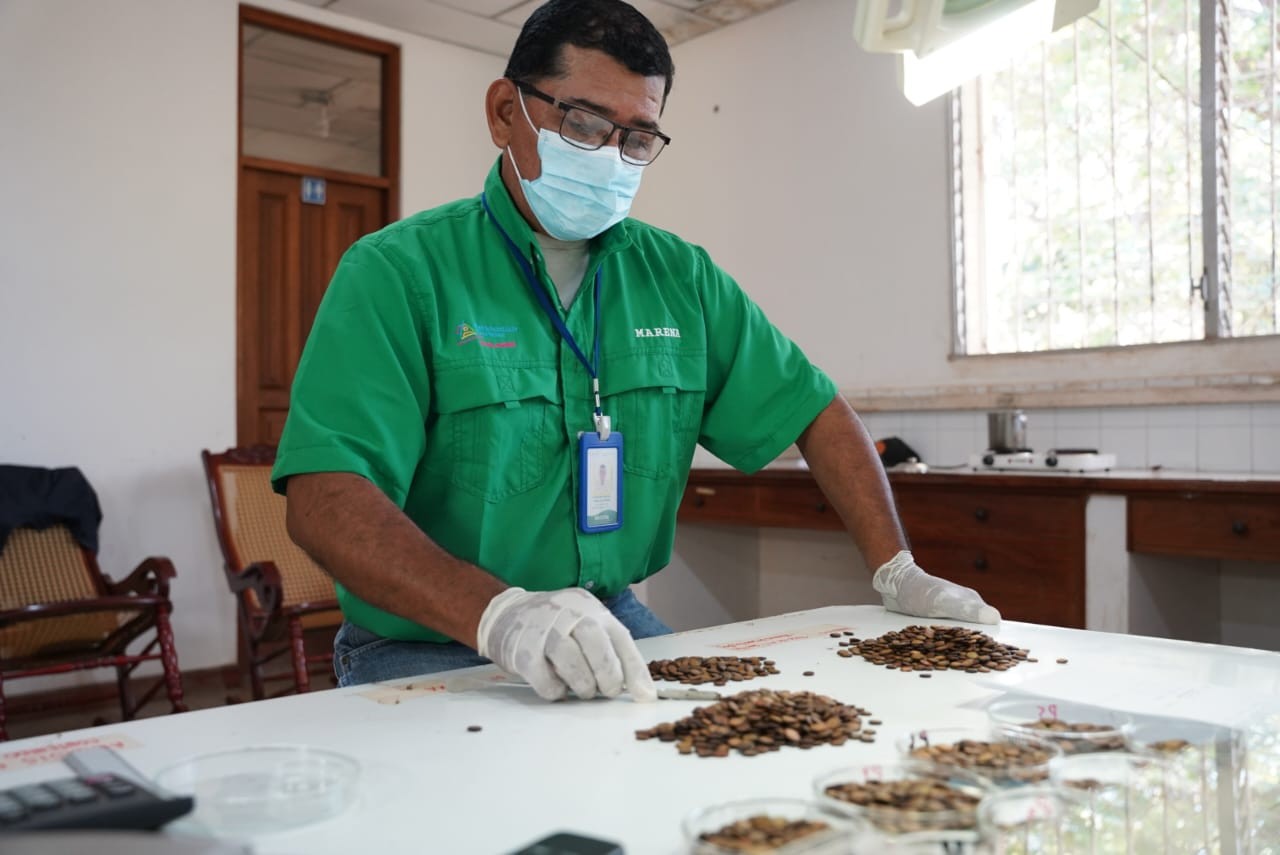 SEMILLAS-FORESTALES4