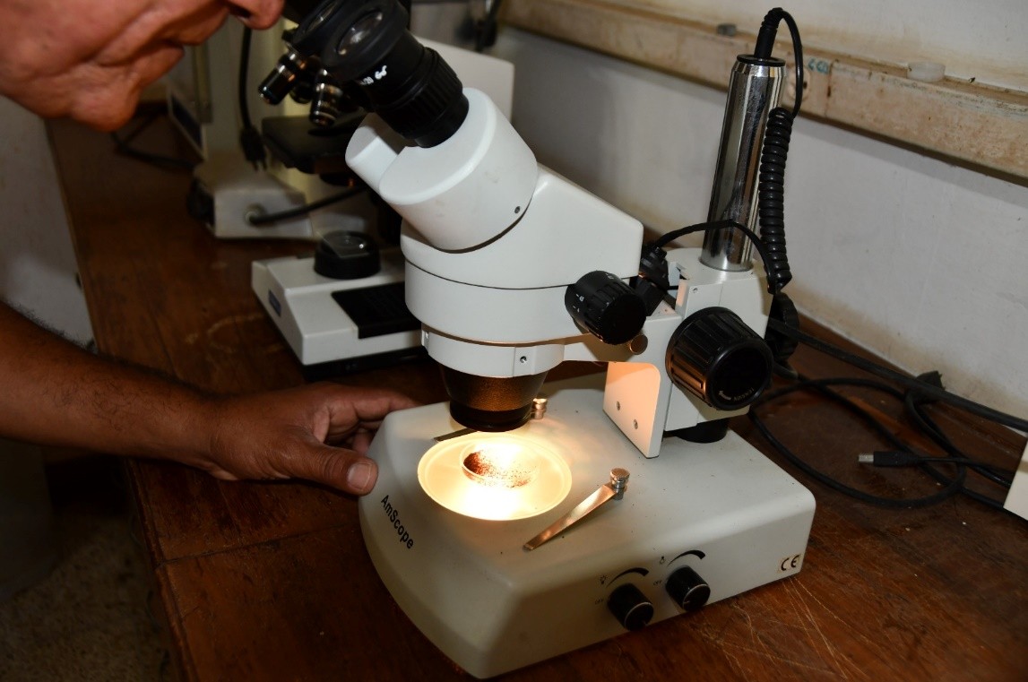 SEMILLAS-FORESTALES9